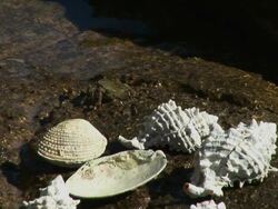 Cancer animal on rock Stock Footage