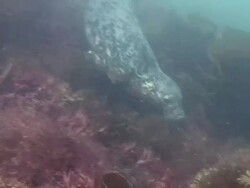 Grey Seal Stock Footage