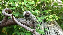 Common marmoset small monkey. Stock Footage