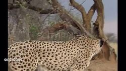 Cheetahs on a cheetah reserve in Namibia News Clip