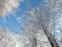 HD STEADYCAM:  Walking under trees Stock Footage