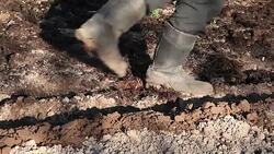 Human plowing Stock Footage