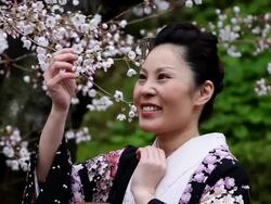 Japanese Kimono Woman and Cherry Blossoms Stock Footage