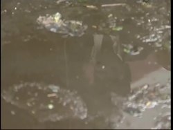 Latest on monsoon devastation News Clip