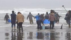 CLEAN : More than 130 dolphins beach in Japan News Clip