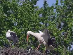 MS SLO MO Shot of White Stork (Ciconia ciconia) pair standing on nest and one in flight / Saintes Marie de la Mer, Camargue, France Stock Footage