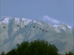European Cranes (Grus grus) flight, mountain background, north-east Extremadura in Dehesa, Spain Stock Footage