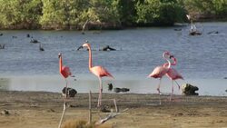 Netherlands, Bonaire Island, Dutch Caribbean, Kralendijk, American or Caribbean Flamingos ( Phoenicopterus ruber ) Stock Footage