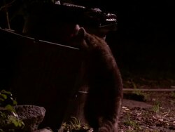 Medium Shot - Two raccoons scavenging in and around trash can Stock Footage
