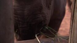 Rhino Calves Being Fed News Clip