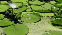 Water lillies growing on marshland in the Shire valley near Bangula, Malawi, Africa. Stock Footage