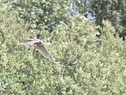 MS SLO MO Shot of kestrel taking off from tree / Vieux Pont en Auge, Normandy, France Stock Footage