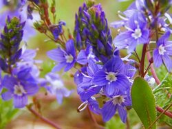 Wild flower Stock Footage