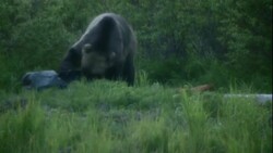 A bear investigates a mannequin and rolls it around. Stock Footage