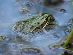 Frog Stock Footage