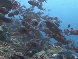Shoal of Fish Stock Footage