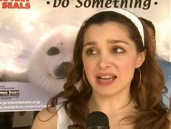Celebrity Save The Seal Day: Press Conference Hosted by Celebrities Against The Seal Hunt Stock Footage