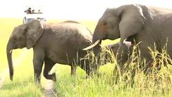 Elephants in Safari at Wild with tourists Stock Footage