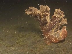 Nudibranch, Malibi, close up. Indonesia  Stock Footage