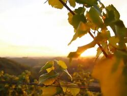 HD DOLLY: Sunlit Vine Leaves Stock Footage