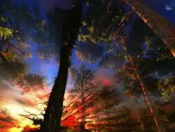 Primeval forest Stock Footage