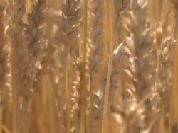 CU TU Winter wheat swaying in breeze before being harvested  / Dansville, Michigan, United States Stock Footage