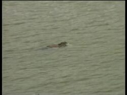 Search continues for bodies, survivors; contains GRAPHIC footage News Clip