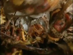 BCU Hornet (Vespa crabro) emerging from cocoon, others gather round, England Stock Footage