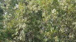 Scary suburban storm. Stock Footage