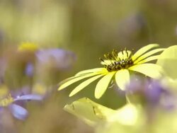 MS Shot of Common felicia and yellow Namaqualand daisy moving in the breeze / Namaqualand, Northern Cape, South Africa Stock Footage