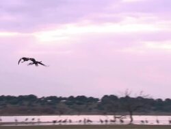 Two Common Cranes (Grus grus) leaving roost on Lake Cubillar, Caceres Province in Extremadura, Spain Stock Footage