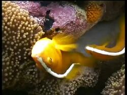 Two orange Clownfish laying eggs on Anemone, Sipadan, Malaysia Stock Footage