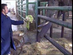 China - Elephant suffers torn trunk Instructional Video