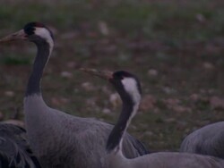 European Cranes (Grus grus), North East Extremadura in Dehesa. The cranes migrate south in winter from Scandinavia and Northern Europe to Spain and roost in large numbers mainly on lake shores. They feed in the dehesas on acorns and invertebrates. Stock Footage