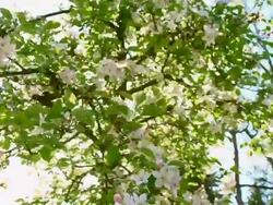 Moving under the blooming apple tree Stock Footage