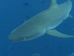 MS TS Grey reef shark swimming in blue / Palau, Micronesia, Palau  Stock Footage