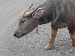 Buffalo is tethered to smell like a smirking. Stock Footage