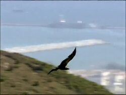 Vulture flying over rocks and bay of Gib, Autumn, Tarifa, Andalusia, Southern Spain Stock Footage