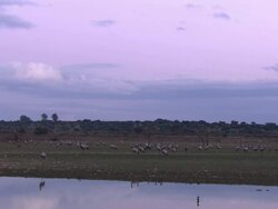 European Cranes (Grus grus) walk down to water, North East Extremadura in Dehesa. Cranes migrate south in winter from Scandinavia and Northern Europe to Spain and roost in large numbers mainly on lake shores. Stock Footage