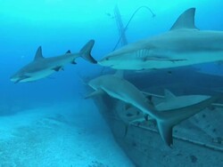 Medium hand-held - Sharks swim near a sunken boat. Stock Footage