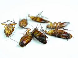Cockroach Stock Footage