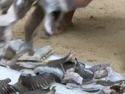 MS ZI ZO Man and boy drying gil rakers / Mirissa, Southern province, Sri Lanka   Stock Footage