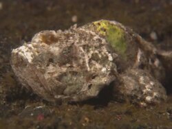 Scorpionfish, White Devil, camouflaged, macro, Indonesia  Stock Footage