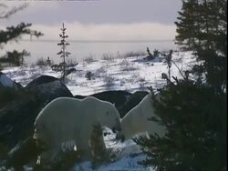 Polar bears (Ursus maritimus) play fighting behind trees, near Churchill, Manitoba, Canada Stock Footage