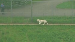 UK zoo evacuated amid "serious incident" Instructional Video