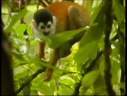 Squirrel monkey, Saimiri sp, on branch in rainforest, CU, Panama, Central America Stock Footage