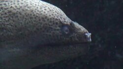 Eels Head Stock Footage