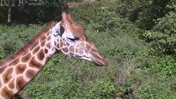 CLEAN : Conflict in Africa blocking efforts to save giraffes News Clip