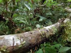 Tracking along a column of leaf cutter ants (Atta sp.) carrying their leaves along a branch above a stream. Stock Footage
