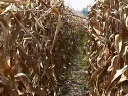 Dry Corn Crop Stock Footage
